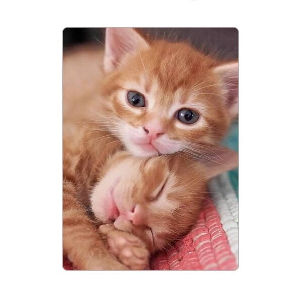 Cute Kittens Magnet  *2/12$ - Picture 1 of 3